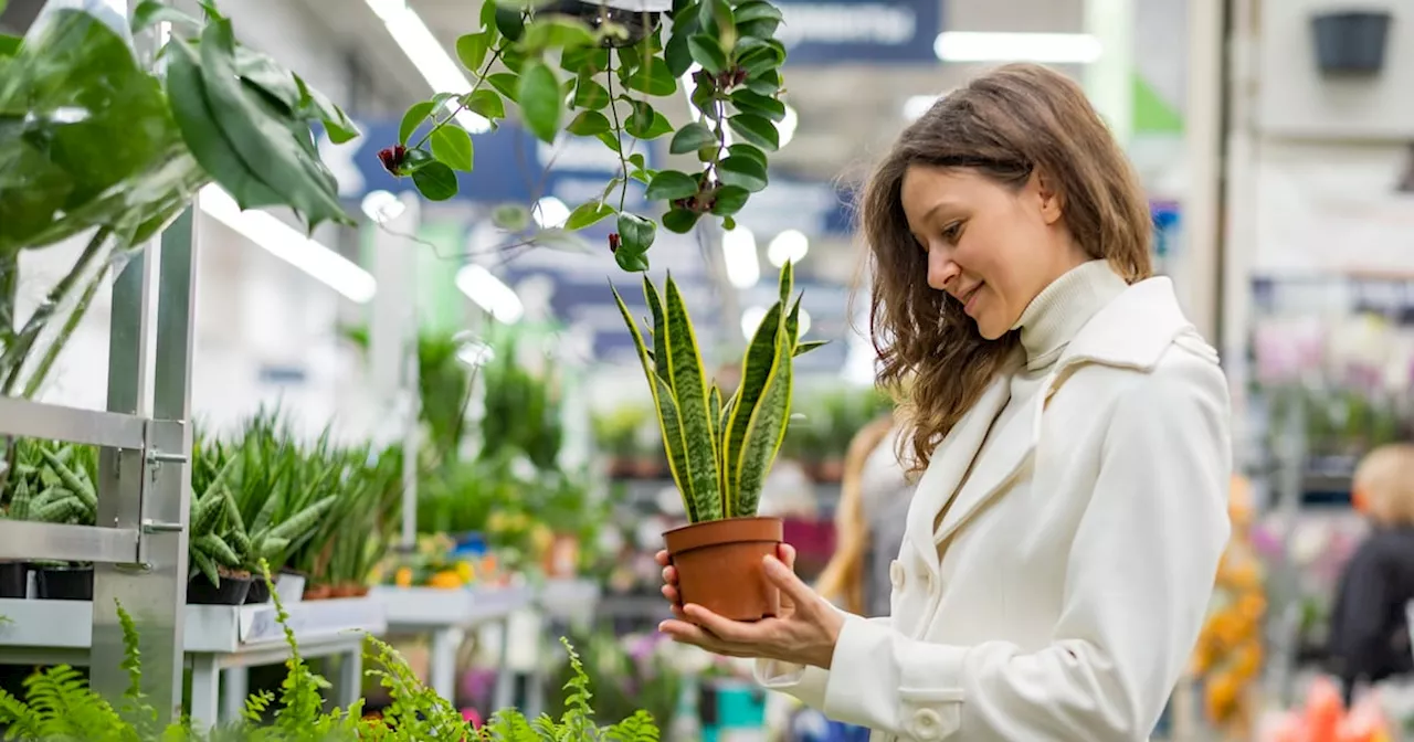 ‘Very difficult to contact’: Readers angered by order delays at Rathwood garden centre