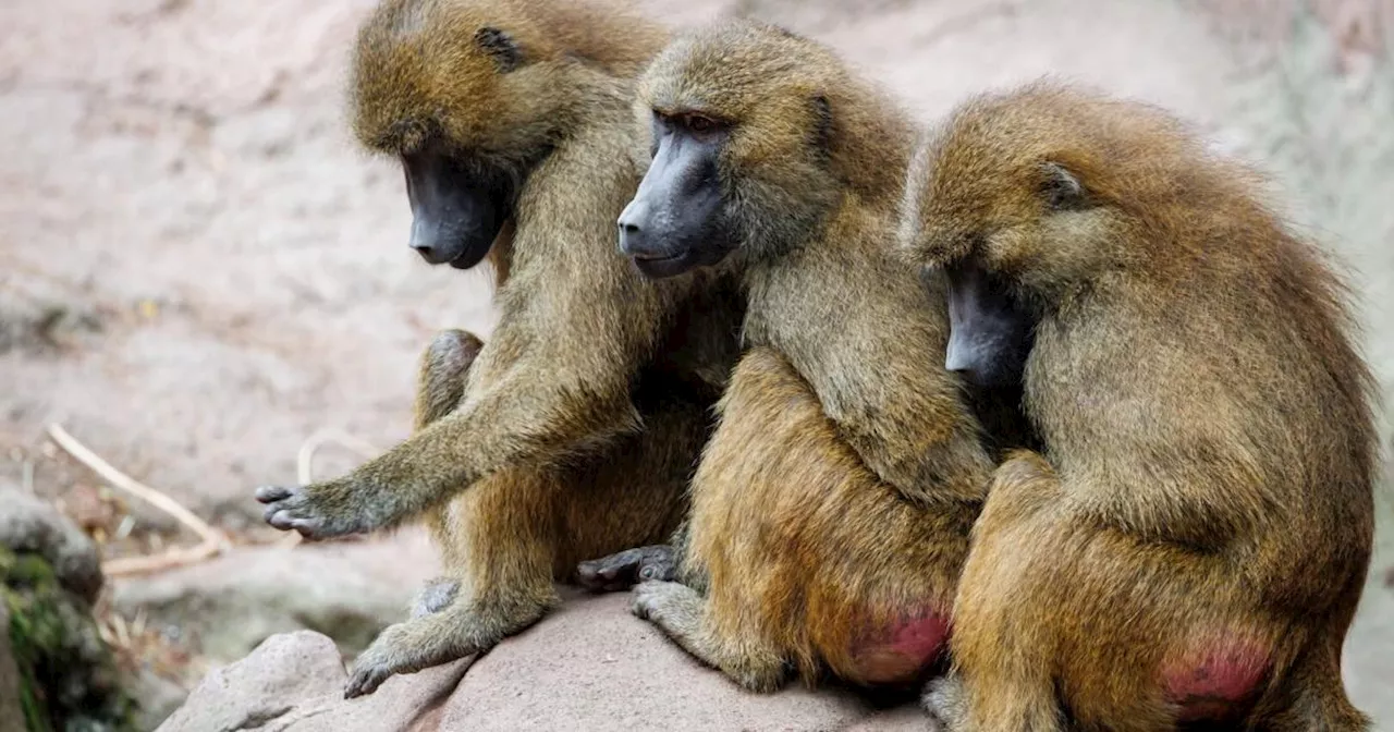 Paviane im Zoo getötet und verfüttert: Warum die Empörung so groß ist