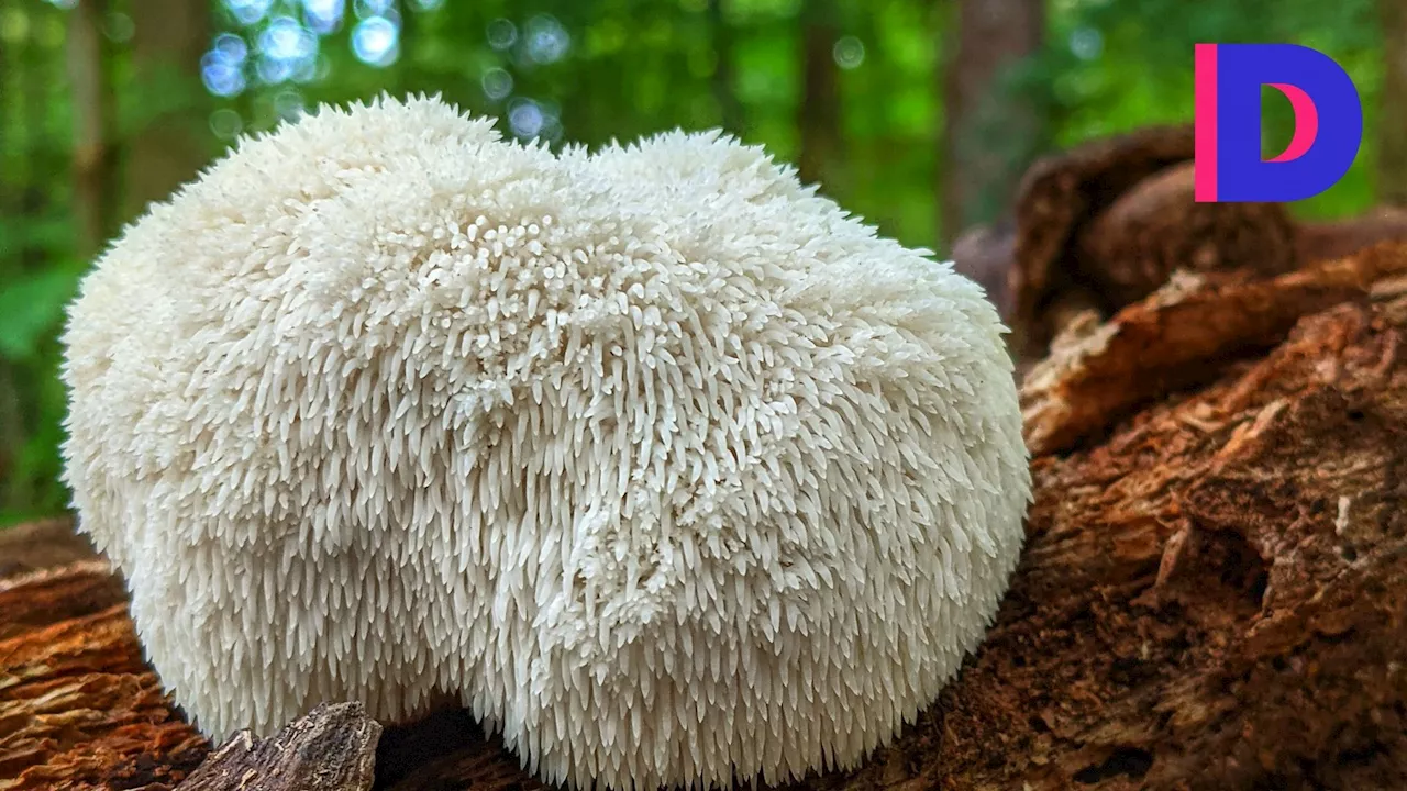 Champignons 'adaptogènes' : cordyceps, reishi, lion’s mane, chaga… quels sont leurs réels bienfaits pour la santé ?