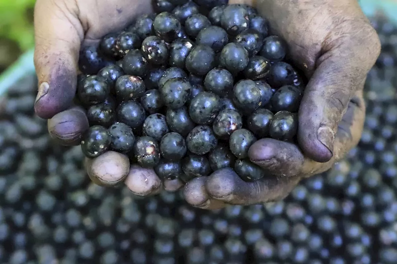 Açai berry producers are concerned as Trump imposes tariffs on Brazil's exports