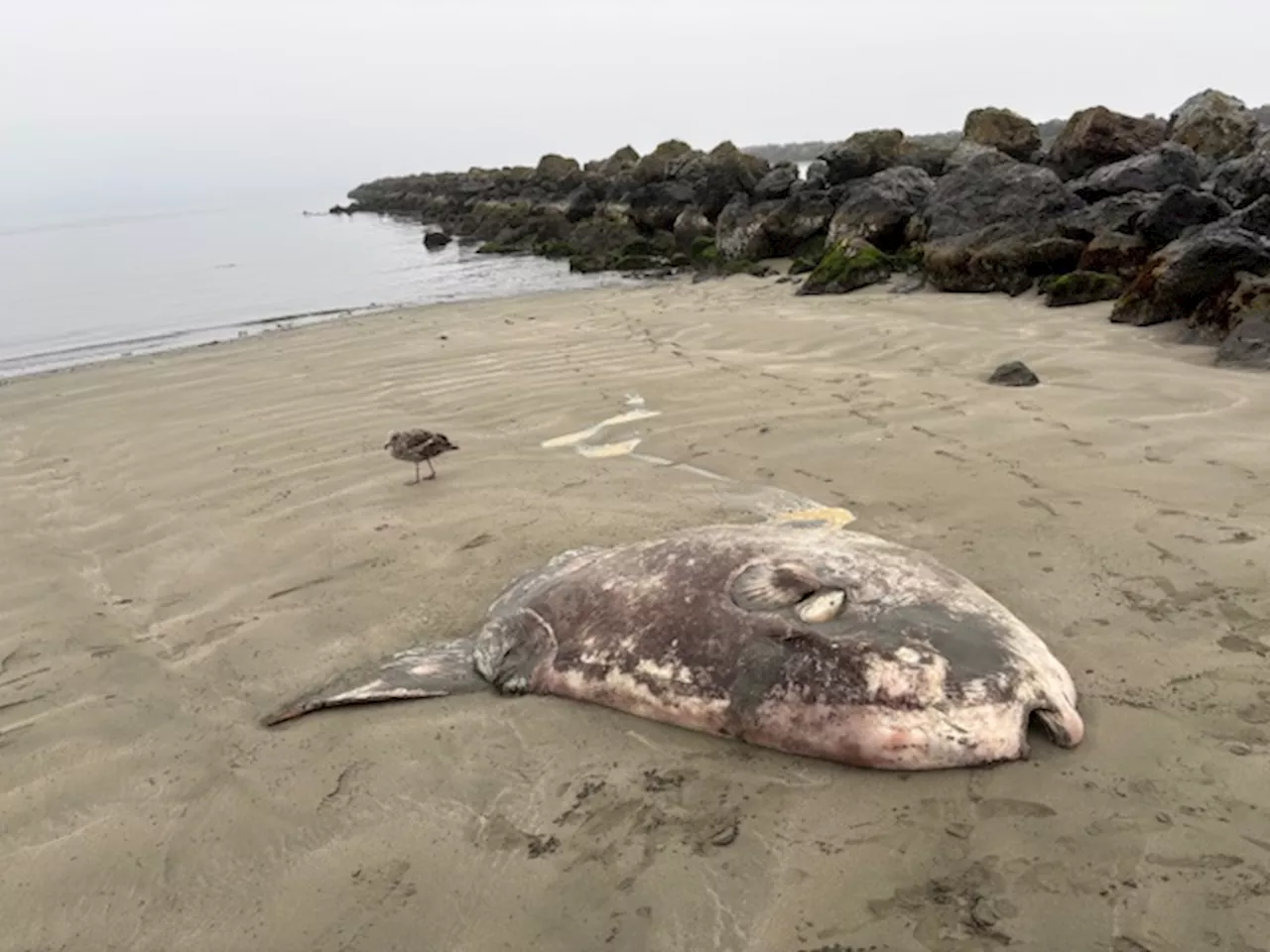Did This Species Bury Its Dead 120,000 Years Before Us? New Claims Reignite Debate