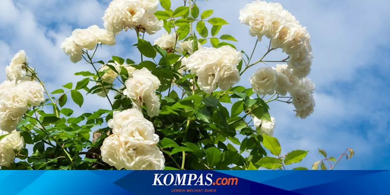 3 Penyebab Bunga Mawar Cepat Rontok dan Cara Membuatnya Tahan Lama