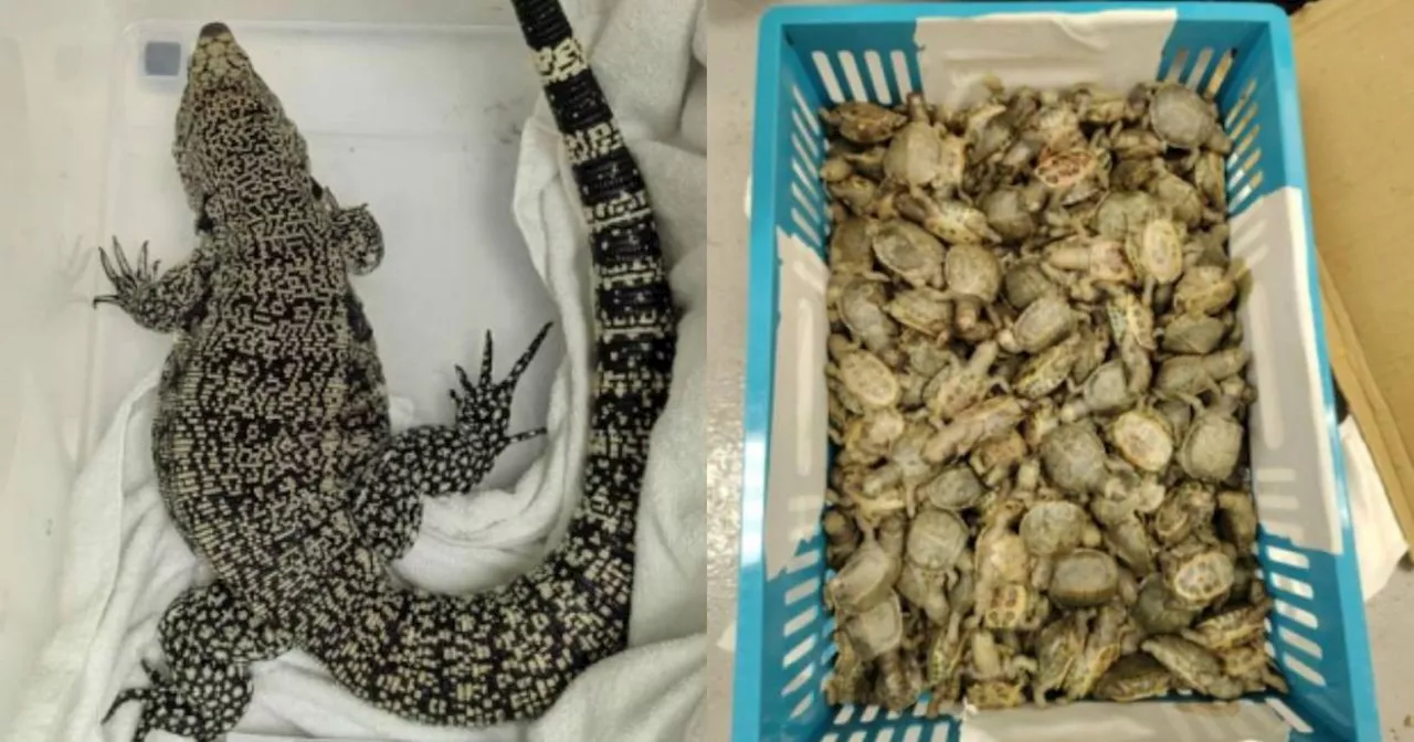 Singapore Sees Decrease in Animal Smuggling Cases, NParks Urges Continued Vigilance