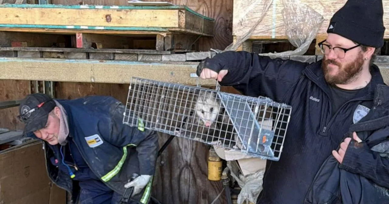 Opossum's Unexpected Alaskan Adventure Ends with Relocation to Anchorage Zoo