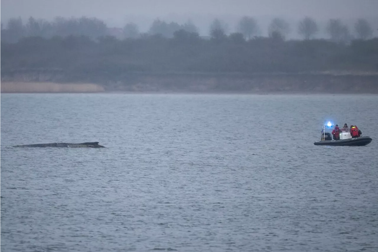 Whale stuck in the Baltic swims free again