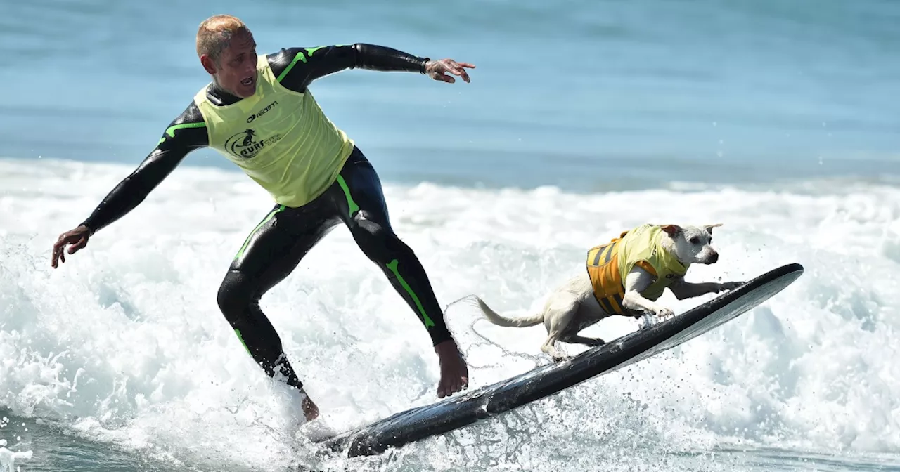 Sugar The Surfing Dog, the first canine inducted into the Surfer’s Hall of Fame, dies